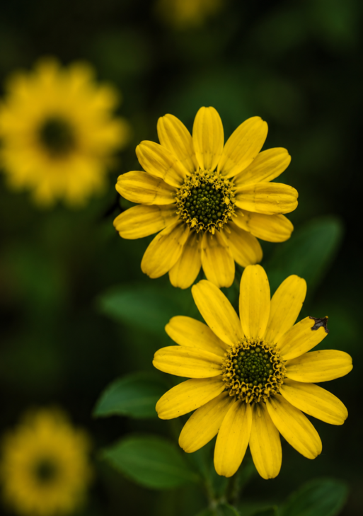 Bright Bloom