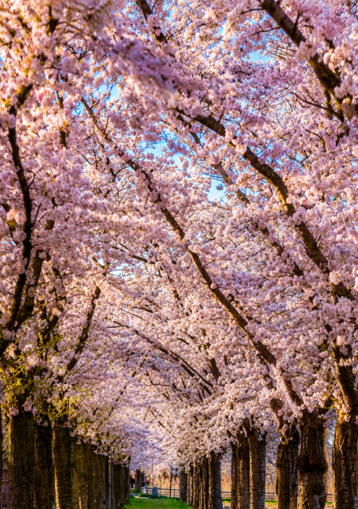 Cherry Blossom