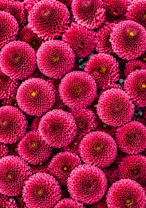 Chrysanthemum Dreams