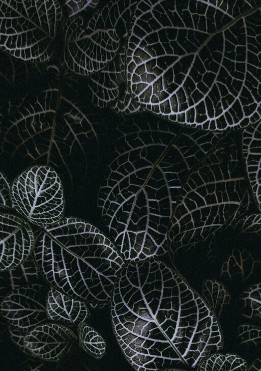 Dark Leaves