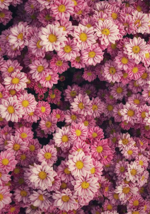 Etheral Dahlia