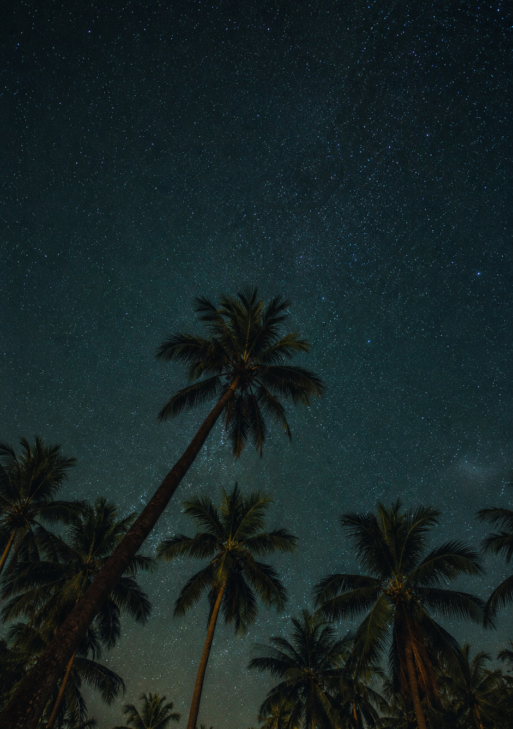 Palm Paradise
