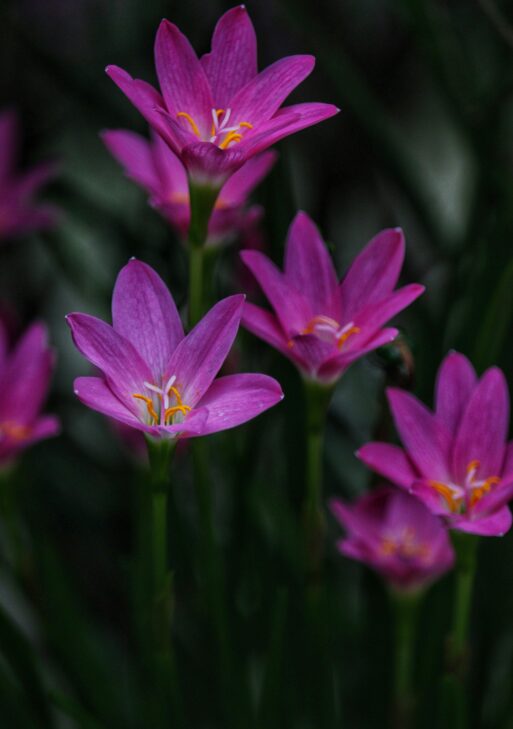 Pink Blossom