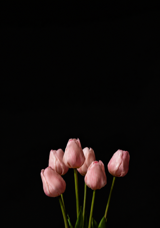 Pink Tulip