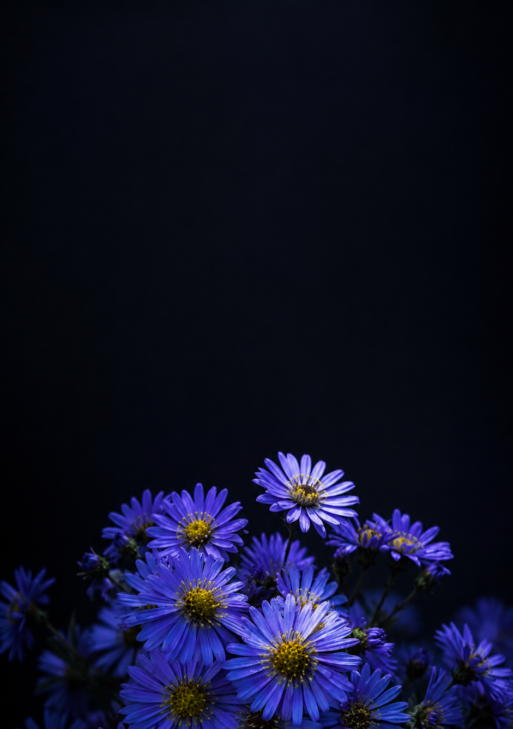 Purple Blossom