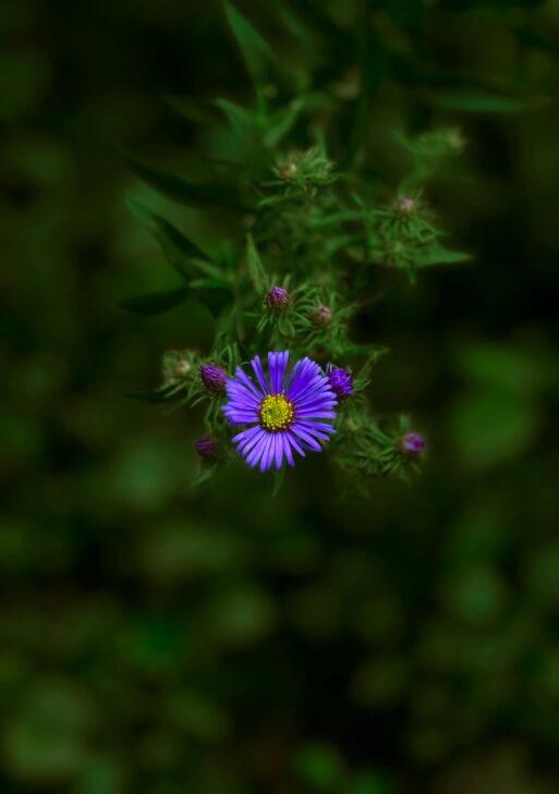 Shiny Purple