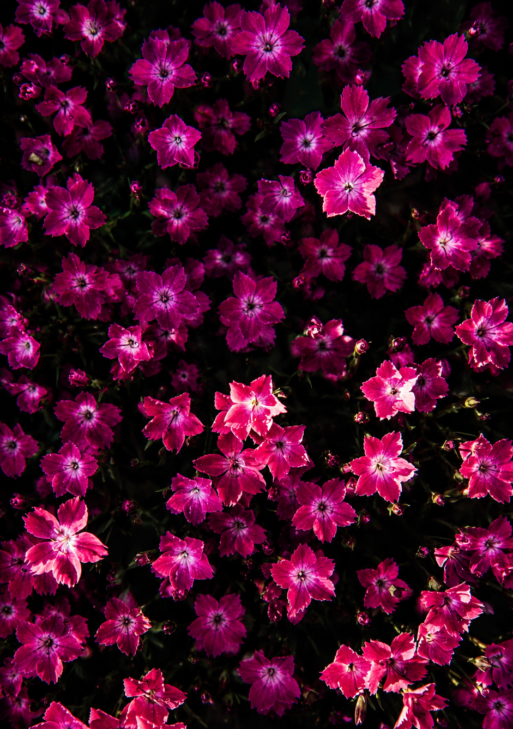 Velvet Blossom